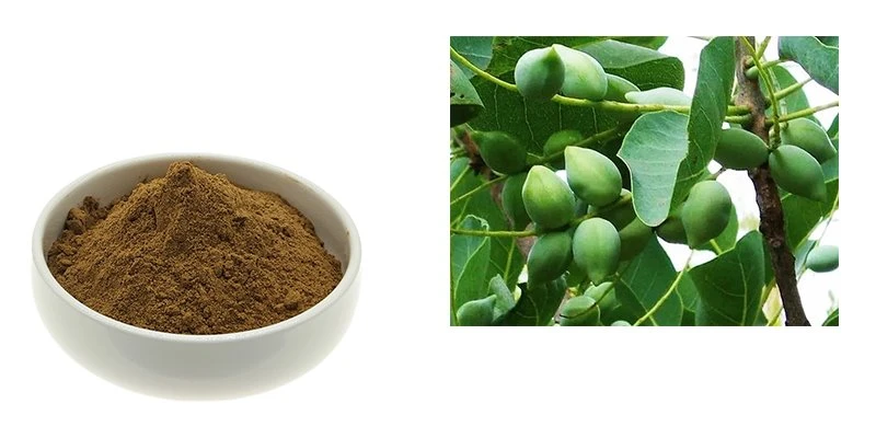 Kakadu Plum Kakadu Plum