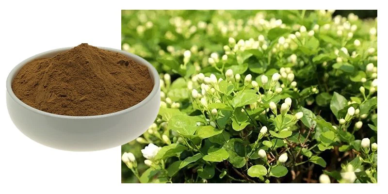 Jasmine flower Jasmine flower