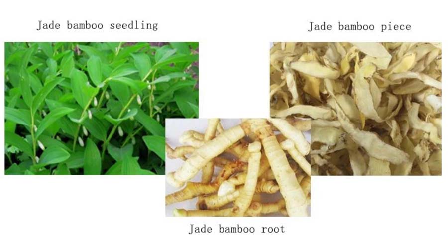 Polygonatum Extract Powder 1