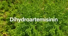 Dihydroartemisinin: Manfaat, Dosis, Efek Samping Dan Lainnya