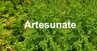 Artesunate: Manfaat, Dosis, Efek Samping Dan Lainnya